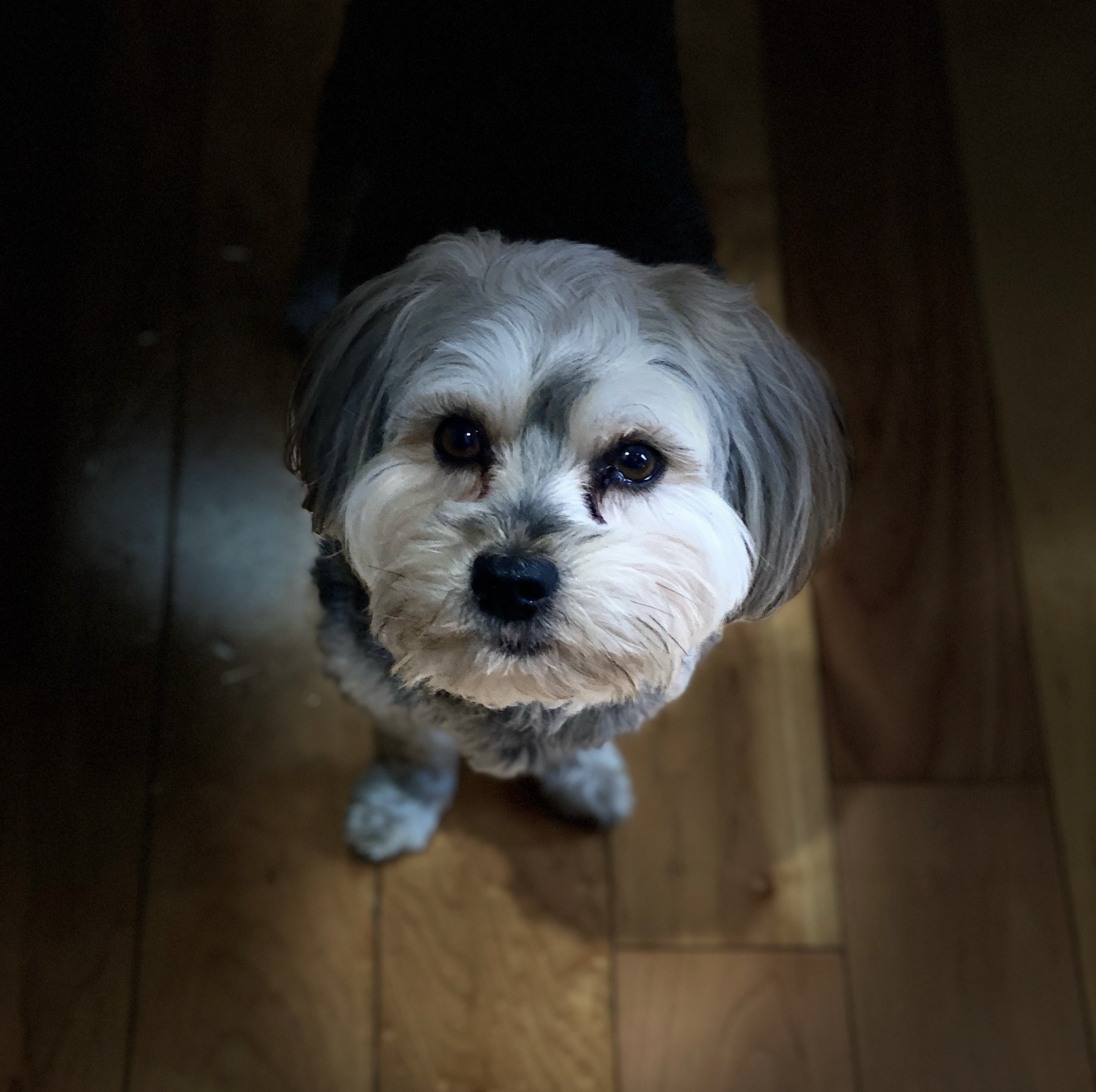 Cleaning Homes with Pets: Fur Removal, Cat Litter & a Healthier Routine